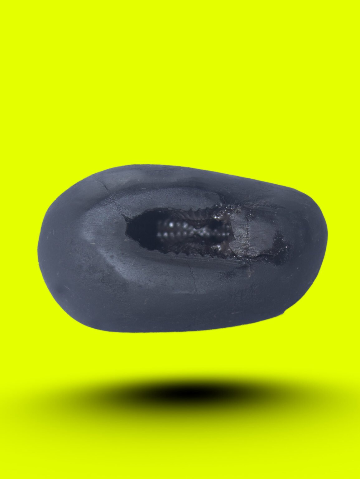 MATSYA SHALIGRAM SHILA