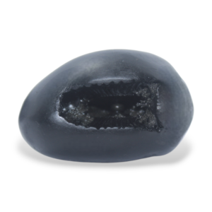 vasudev shaligram Shaligram Kshetra.com