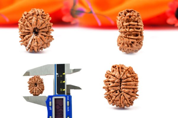 14 mukhi rudraksha from nepal with detailed three side view