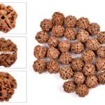 4 MUKHI RUDRAKSHA by Gangtarang®: AAA Quality | with Lab Certificate (Nepal Origin)