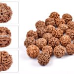 5 MUKHI RUDRAKSHA by Gangtarang®: AAA Quality | with Lab Certificate (Nepal Origin)