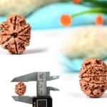 8 MUKHI RUDRAKSHA by Gangtarang®: AAA Quality | with Lab Certificate (Nepal Origin)