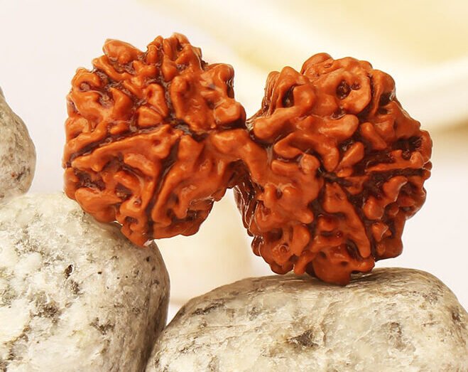 Gauri Shankar Rudraksha from Nepal in detailed view