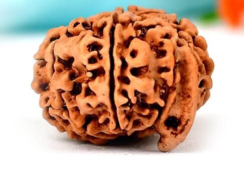 Nepali Ganesh Rudraksha Guide 1 Nepali ganesh rudraksha with detailed view