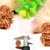 13 mukhi rudraksha from nepal with detailed three side view