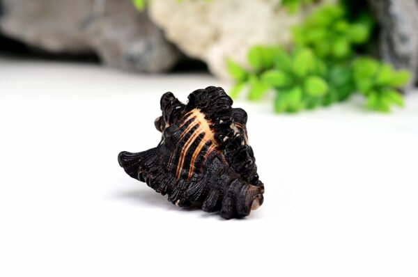 shani shankh Shaligram Kshetra.com