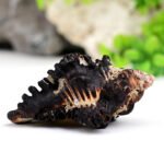 SHANI SHANKH by Gangtarang®: Kachhap Shankh - 3 Inch | Black Conch Sea Shell | Sangu