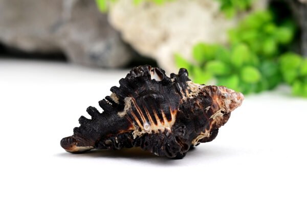 shani shankh Shaligram Kshetra.com