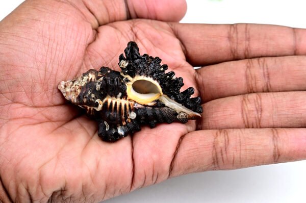 shani shankh Shaligram Kshetra.com