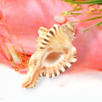 GANESH SHANKH by Gangtarang®: 4 Inch | Elephant Trunk Conch Sea Shell | Sangu