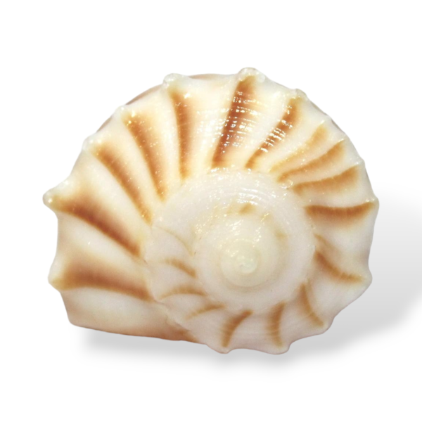 ganesh shankh Shaligram Kshetra.com