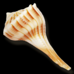 TIGER SHANKH by Gangtarang®: 5 Inch | Tiger Conch Sea Shell | Sangu