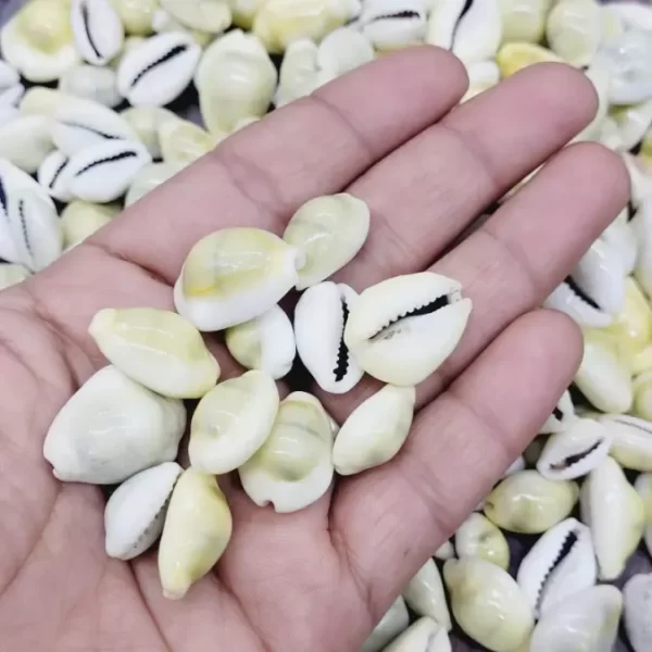 Yellow Cowrie
