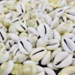 YELLOW COWRY SHELLS by Gangtarang®: Kawdi/Kaudi/Cowrie/Decorative Seashell (108 Pieces)