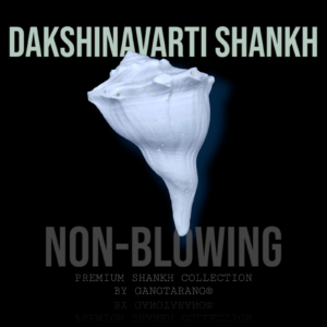 Dakshinavarti Shankh (Non-Blowing)