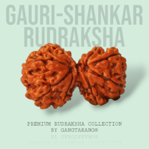 Gauri Shankar Rudraksha