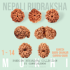 1 to 14 mukhi rudraksha Shaligram Kshetra.com