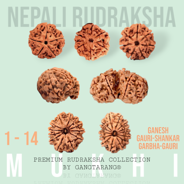 1 to 14 mukhi rudraksha Shaligram Kshetra.com